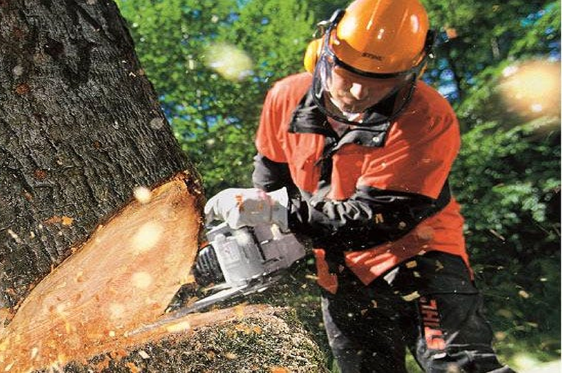Tree Felling in Mountain View